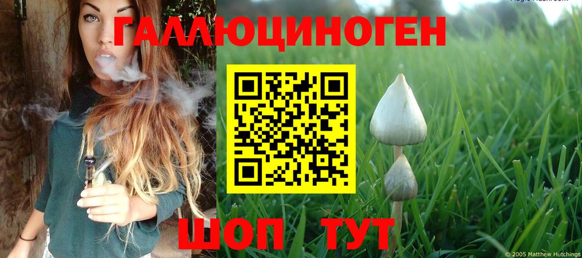 Псилоцибиновые грибы Psilocybe Кореновск
